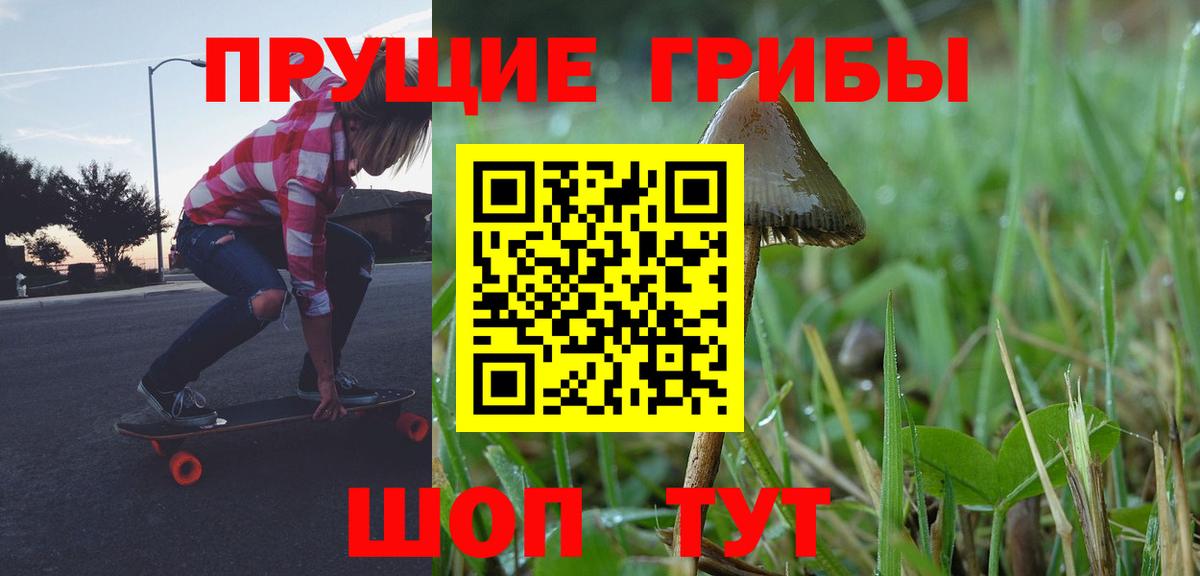 Псилоцибиновые грибы Psilocybine cubensis Черногорск
